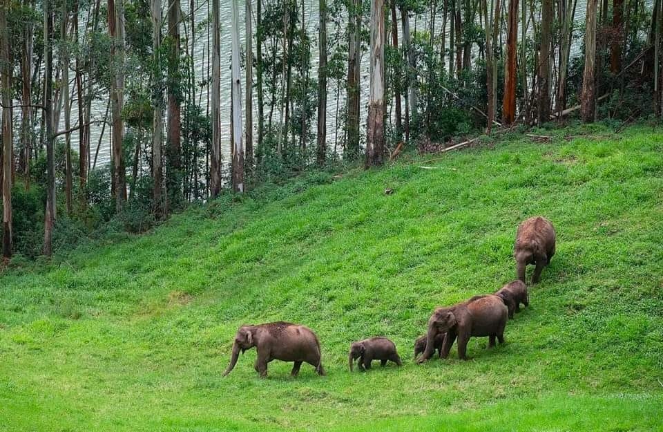 Wild Elephant Herd in Kerala Hills